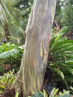 Rainbow Eucalyptus, Mandanao Gum, Rainbow Gum, Eucalyptus deglupta